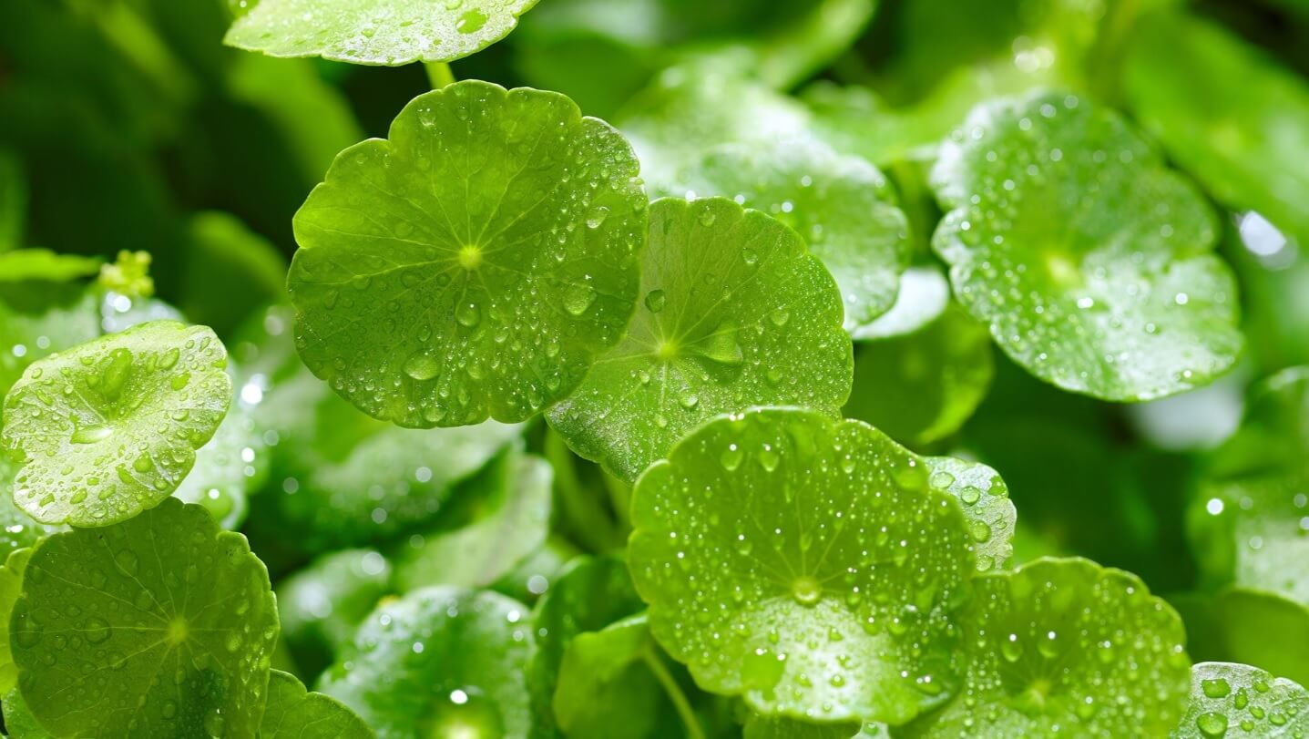 азиатска центела