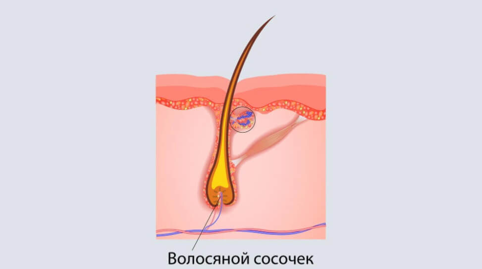дермална папила
