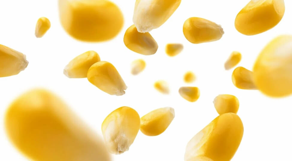 царевичен глутен