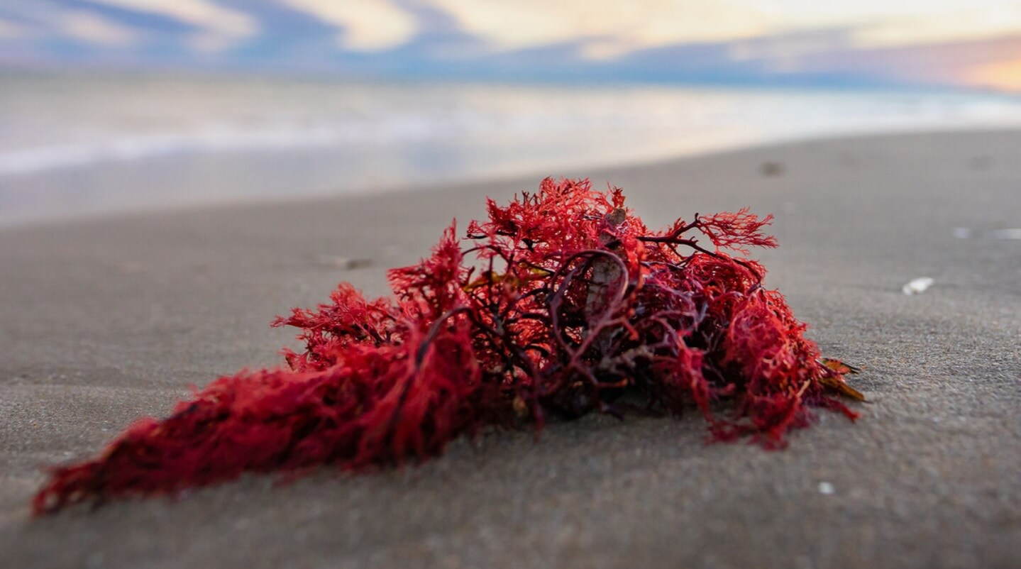 червени водорасли