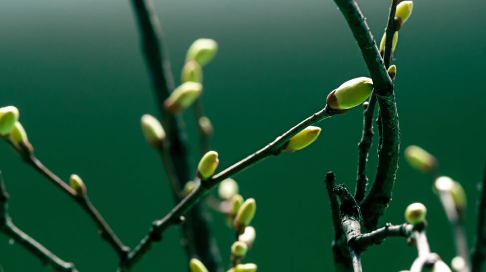 дъбови пъпки