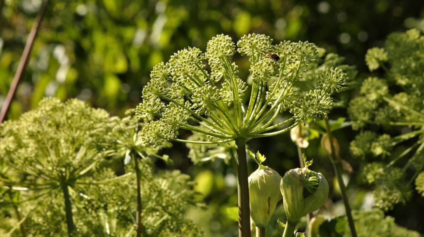 китайска ангелика