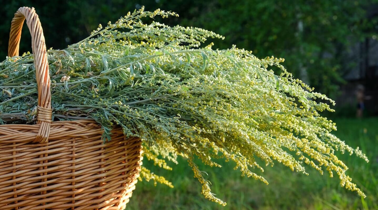 Едногодишна артемизия