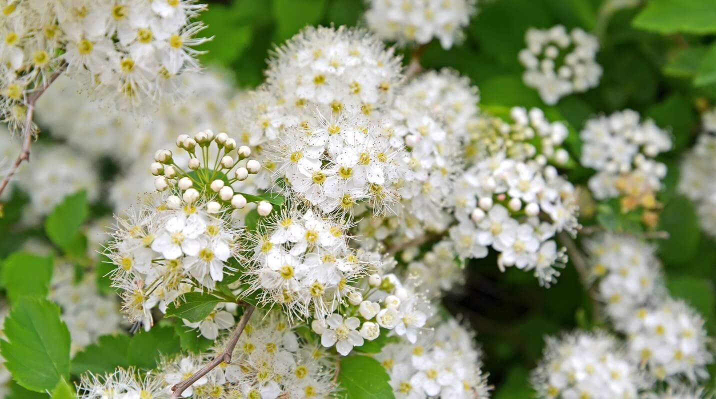 филипендула