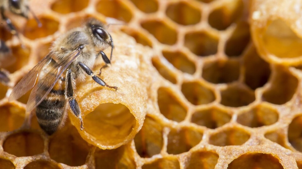 пчелно млечице