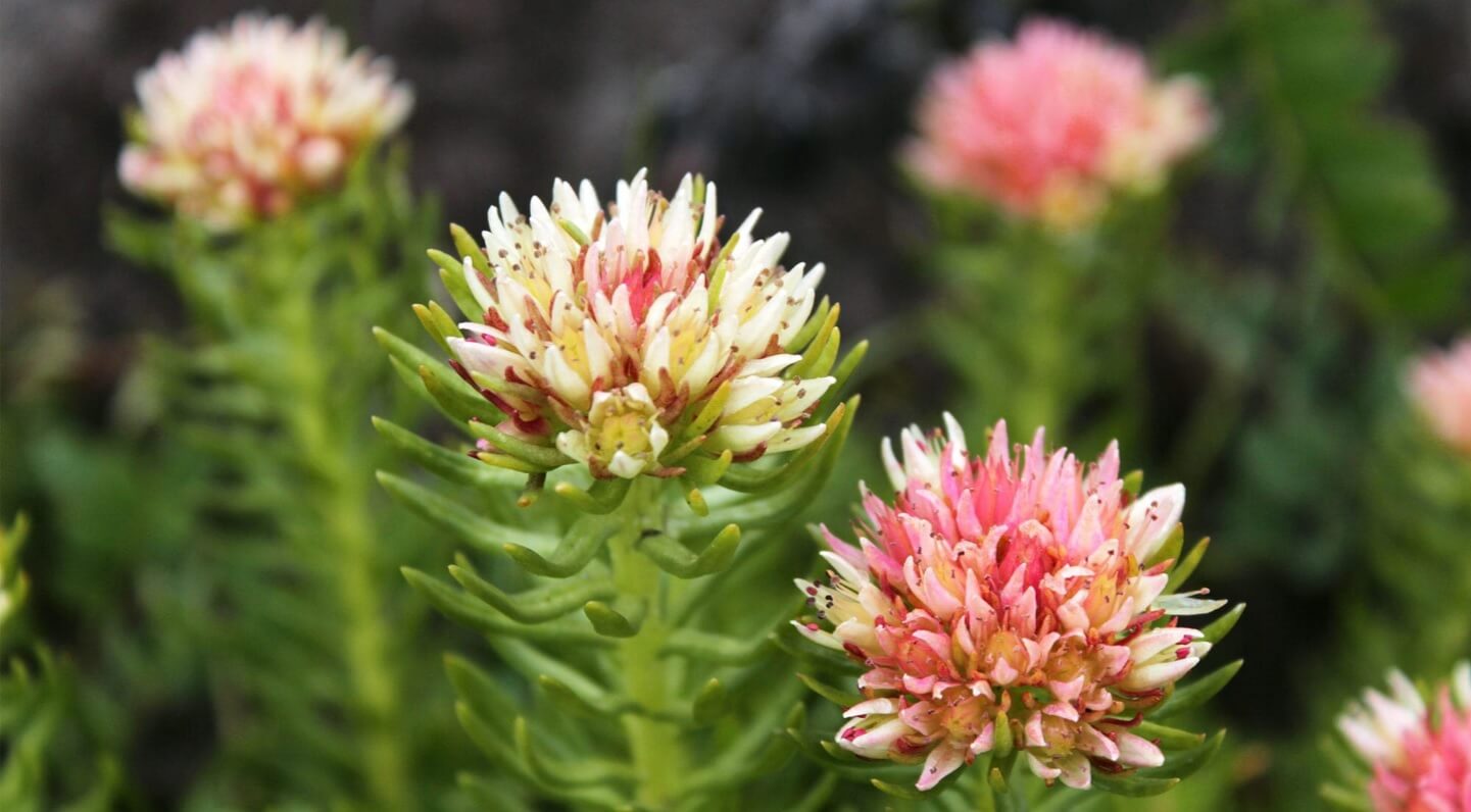 златен корен