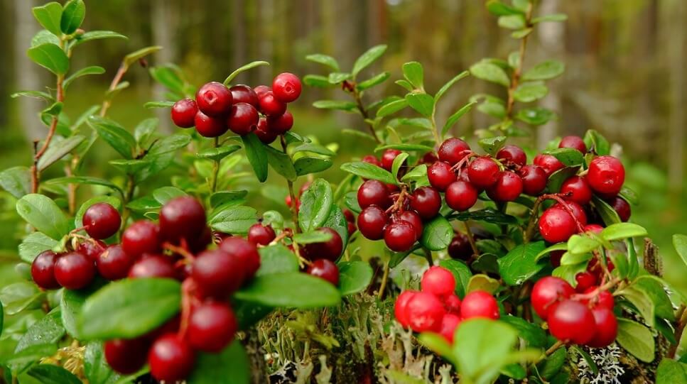 червена боровинка