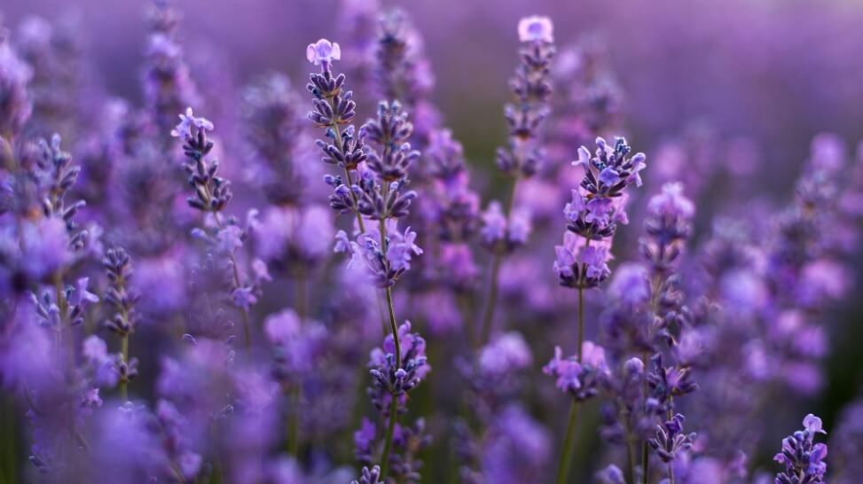 лавандула